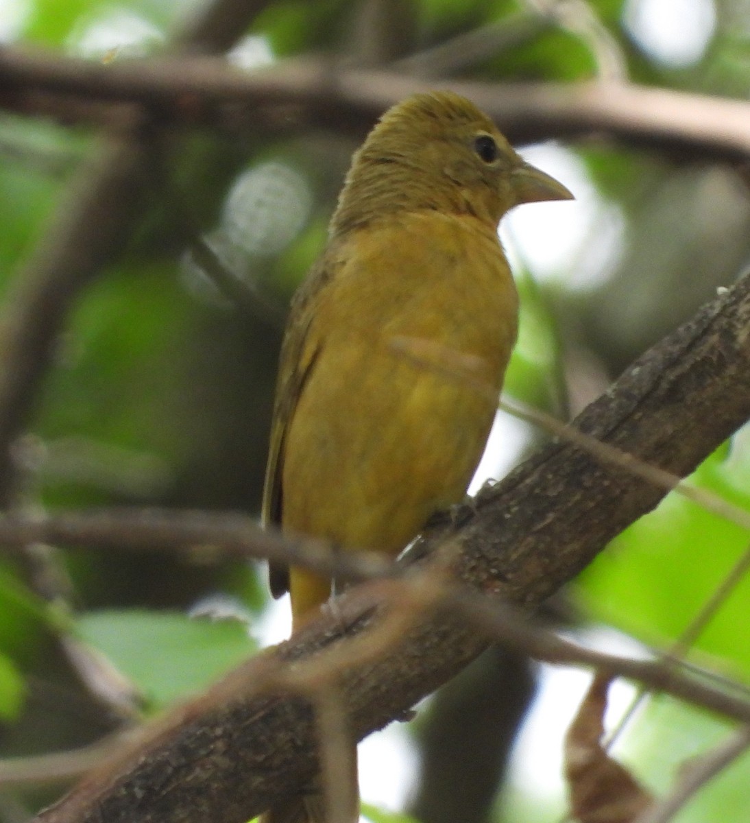 Summer Tanager - Shirley Wilkerson