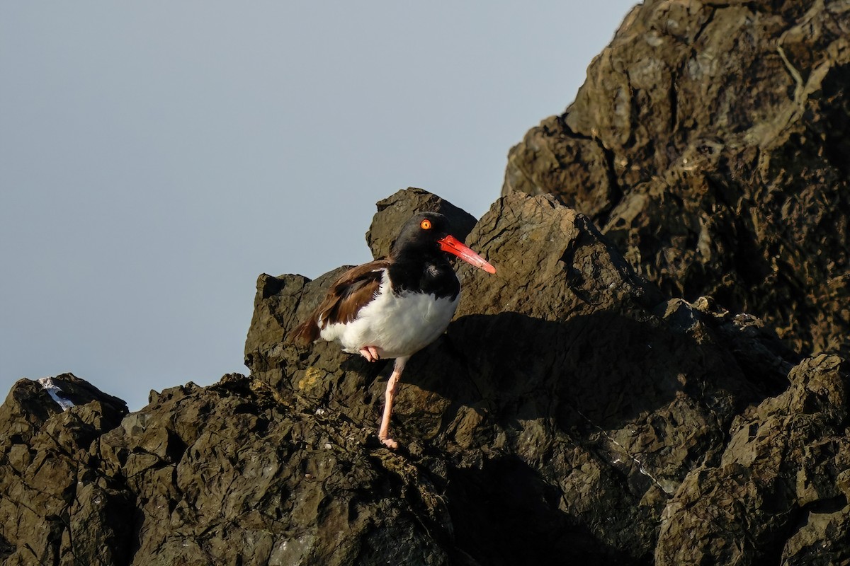 American Oystercatcher - ML441869261