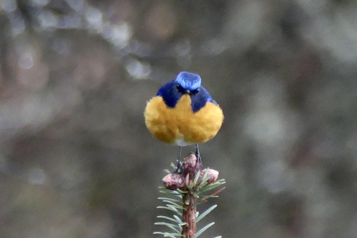 Rufous-breasted Bush-Robin - Peter Kaestner