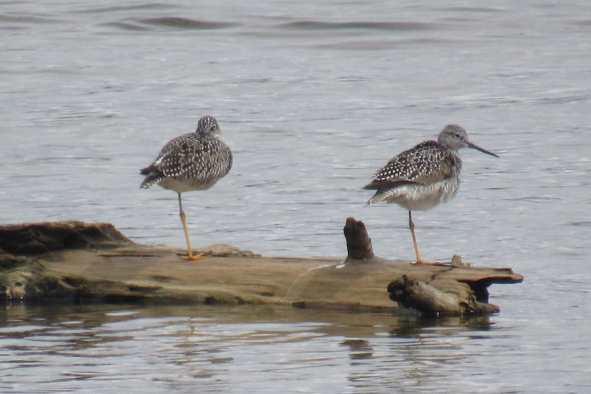 Greater Yellowlegs - ML441869441