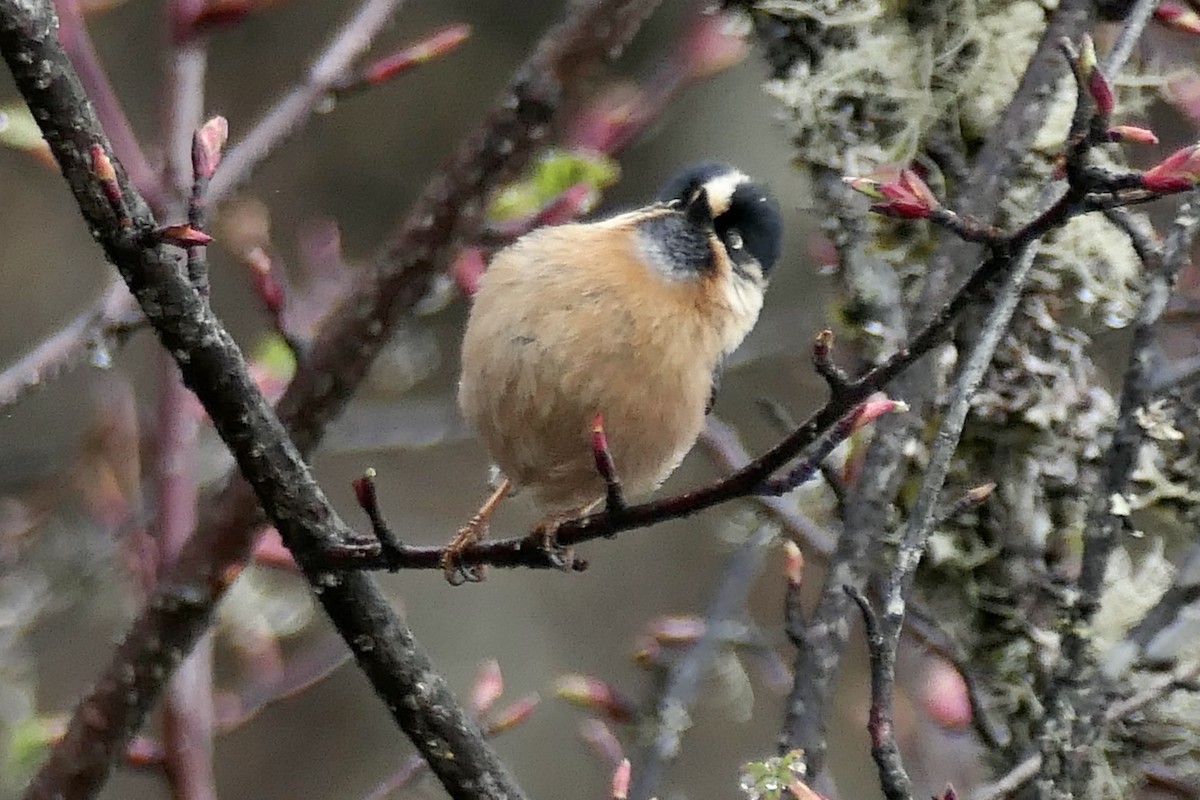 Black-browed Tit - ML441869701