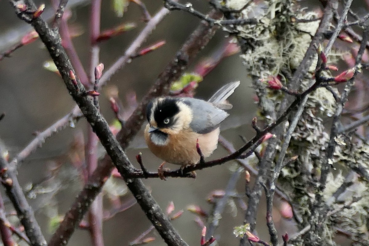 Black-browed Tit - ML441869741