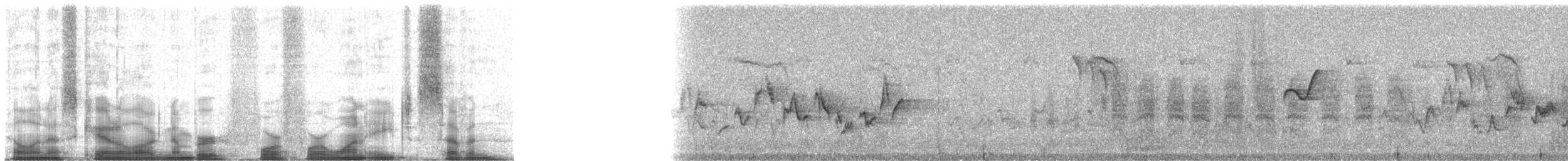 Acorn Woodpecker (Acorn) - ML44187
