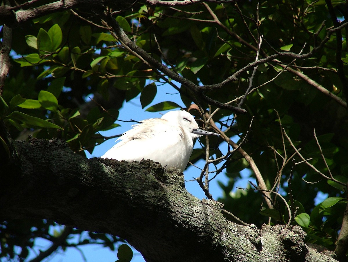 White Tern - ML441870101