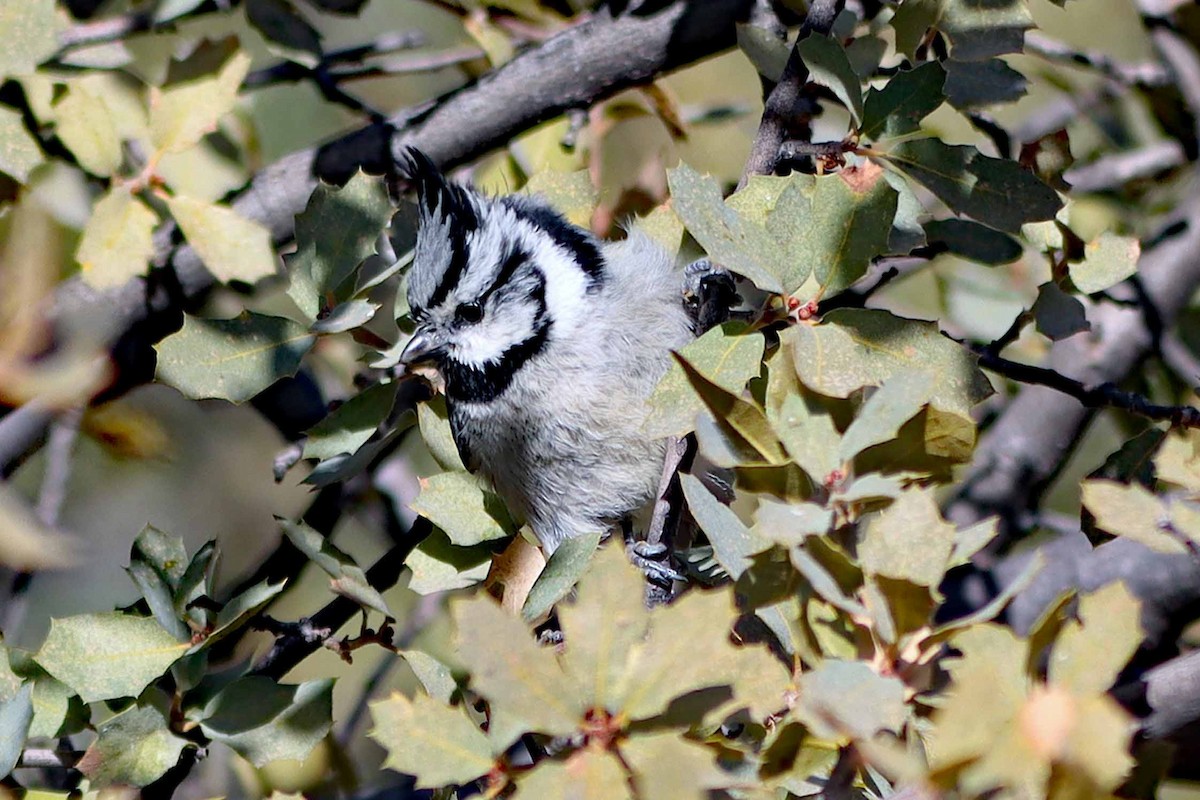 Bridled Titmouse - ML441870521