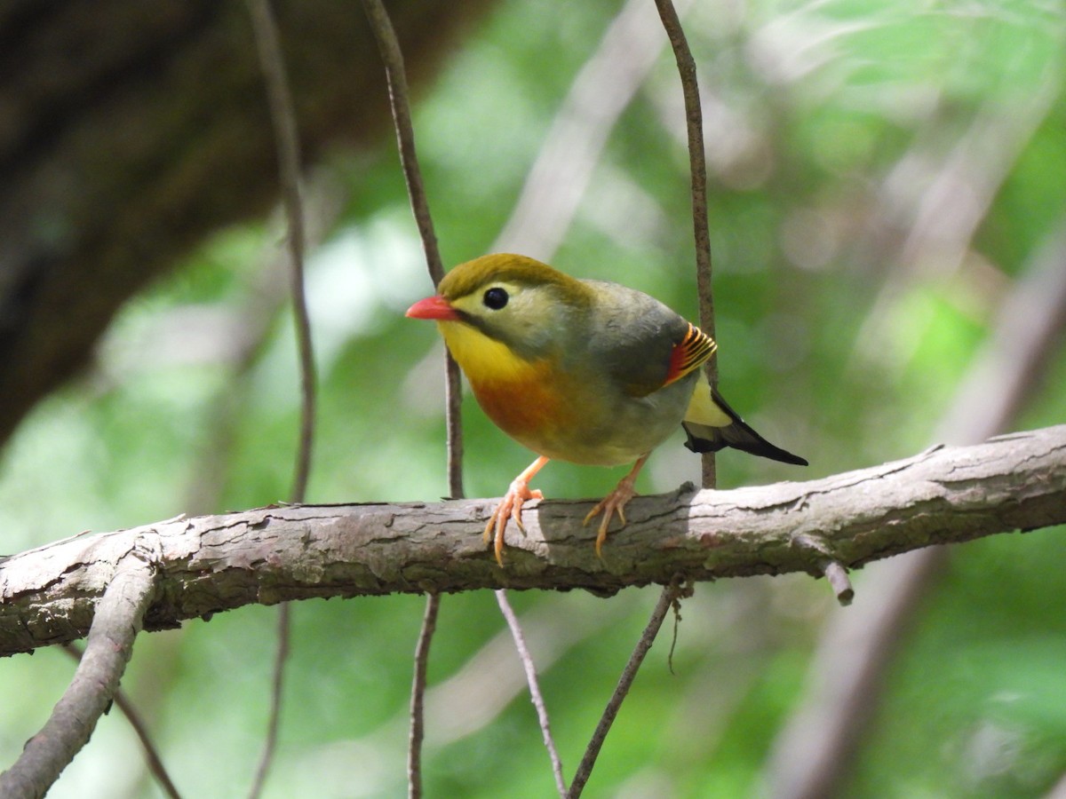 Red-billed Leiothrix - ML441873781