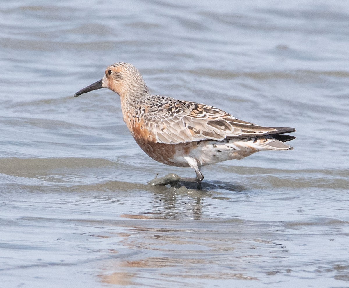 Red Knot - ML441874681