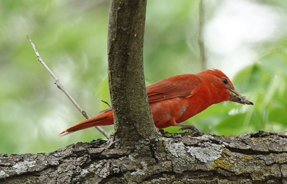 Summer Tanager - ML441874931