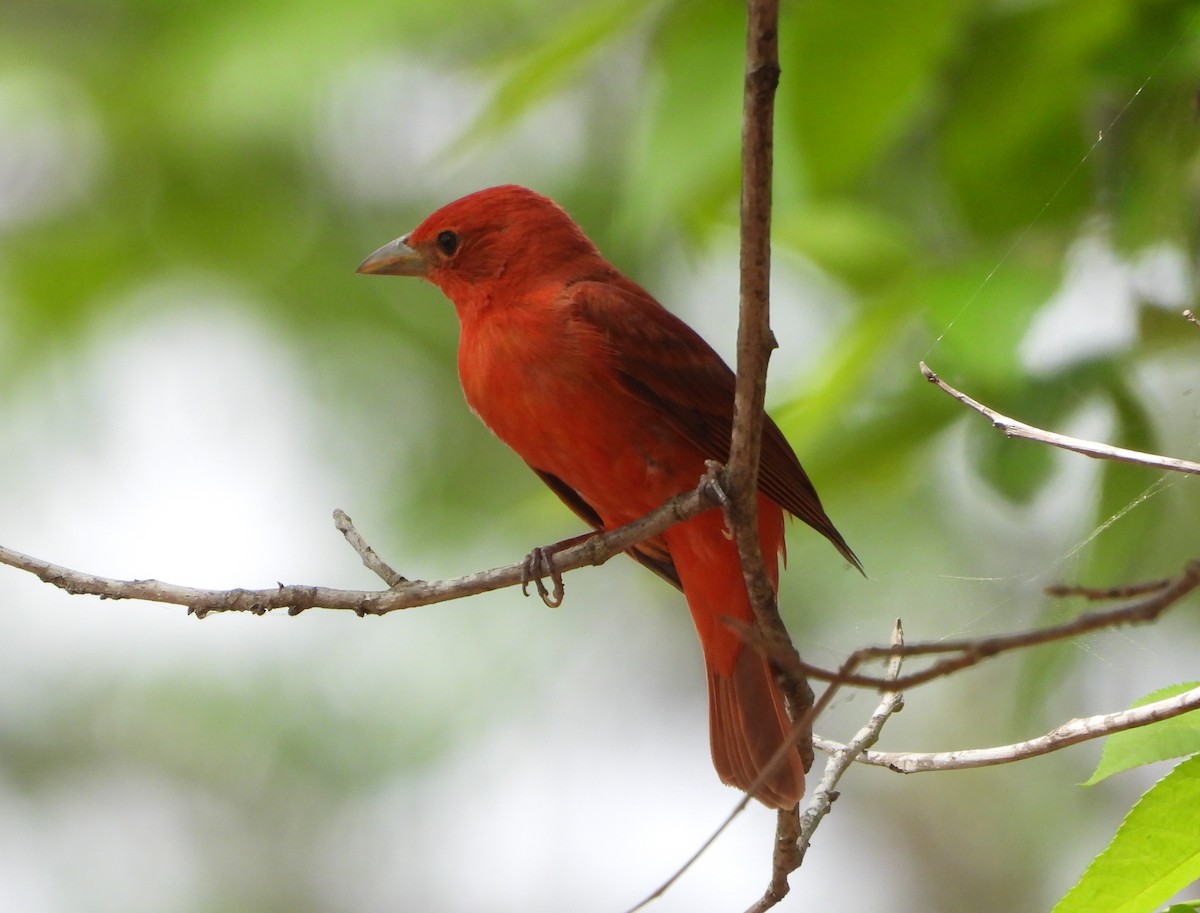 Summer Tanager - ML441875311