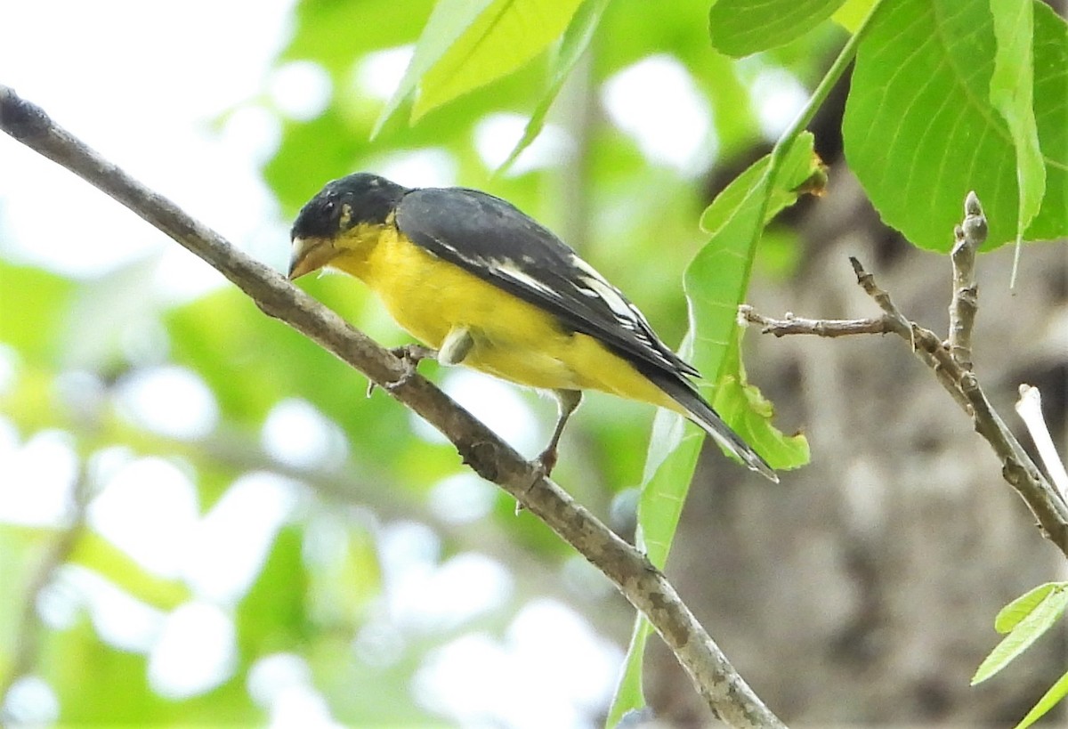 Lesser Goldfinch - ML441875631