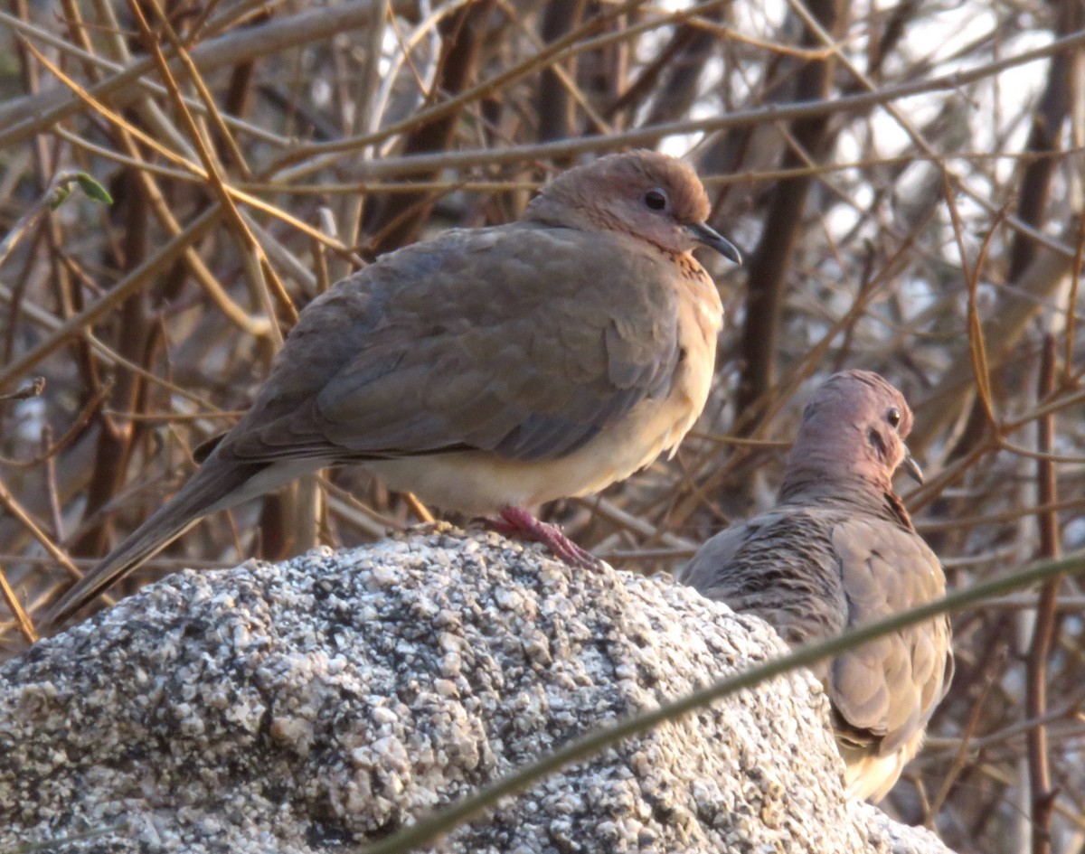 Laughing Dove - ML441876551