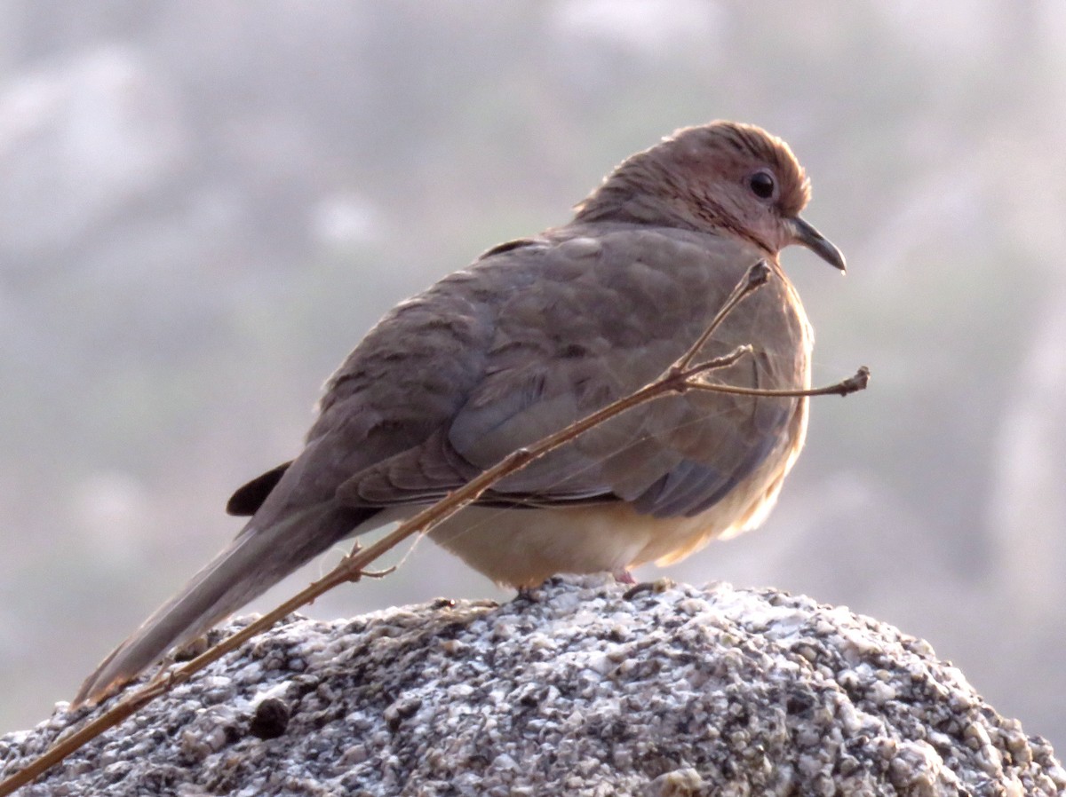 Laughing Dove - ML441876561