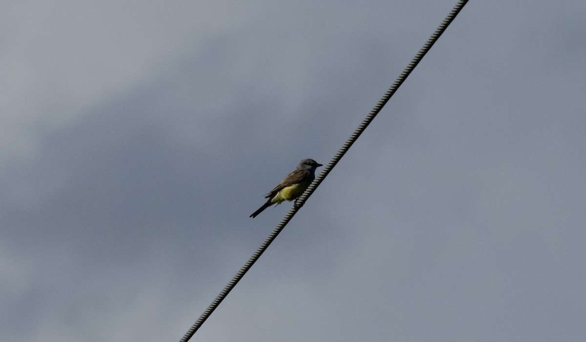 Western Kingbird - ML441876611