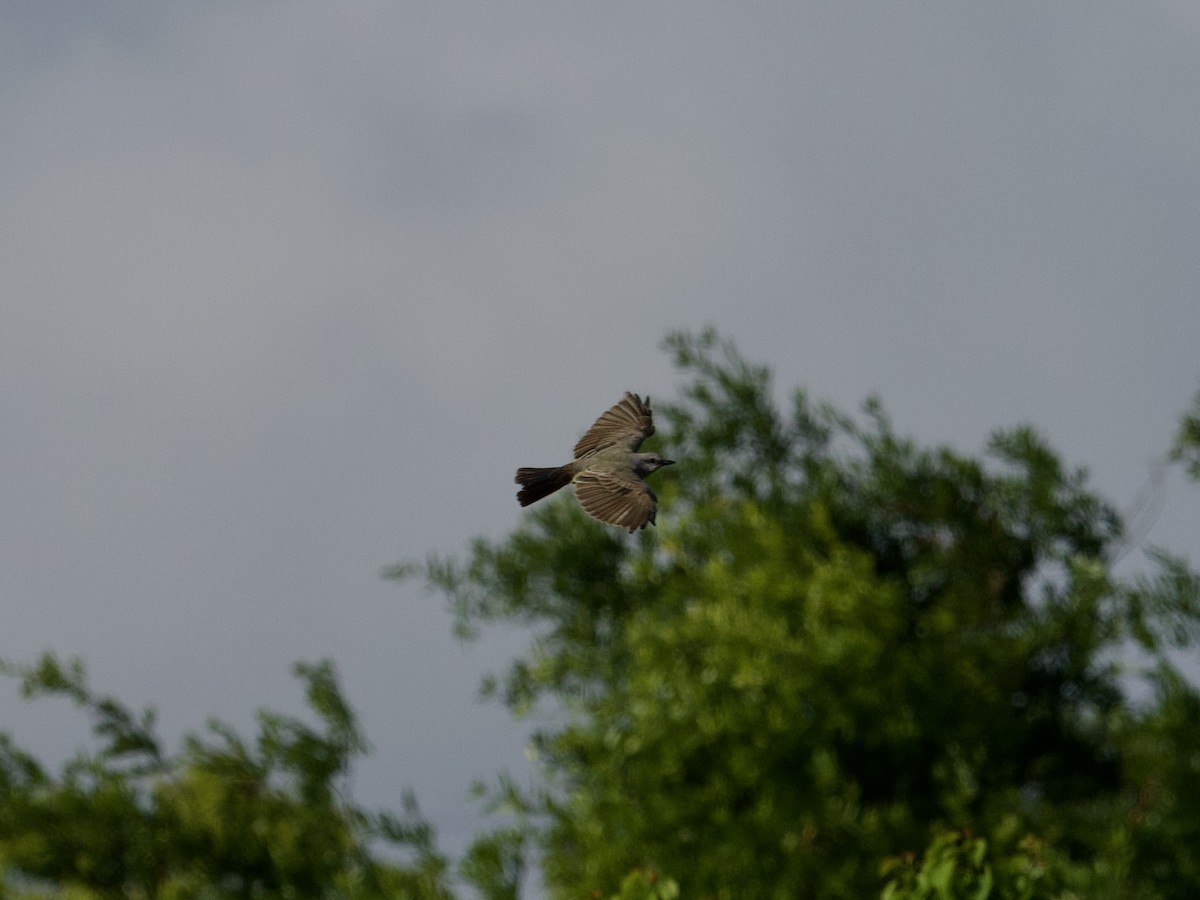 Western Kingbird - ML441876621