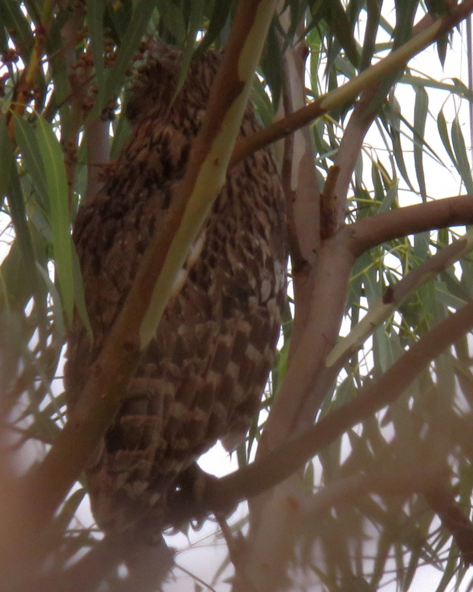 Brown Fish-Owl - ML441876711