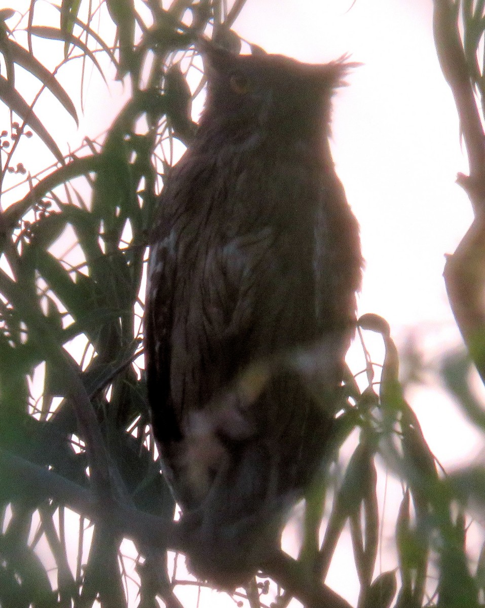 Brown Fish-Owl - ML441876751