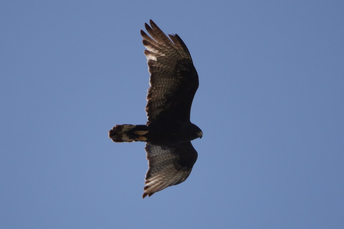 Zone-tailed Hawk - ML441877071