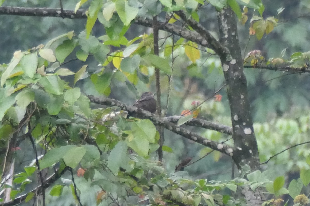 Large Hawk-Cuckoo - ML441878331