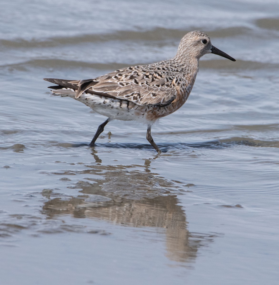 Red Knot - ML441880411