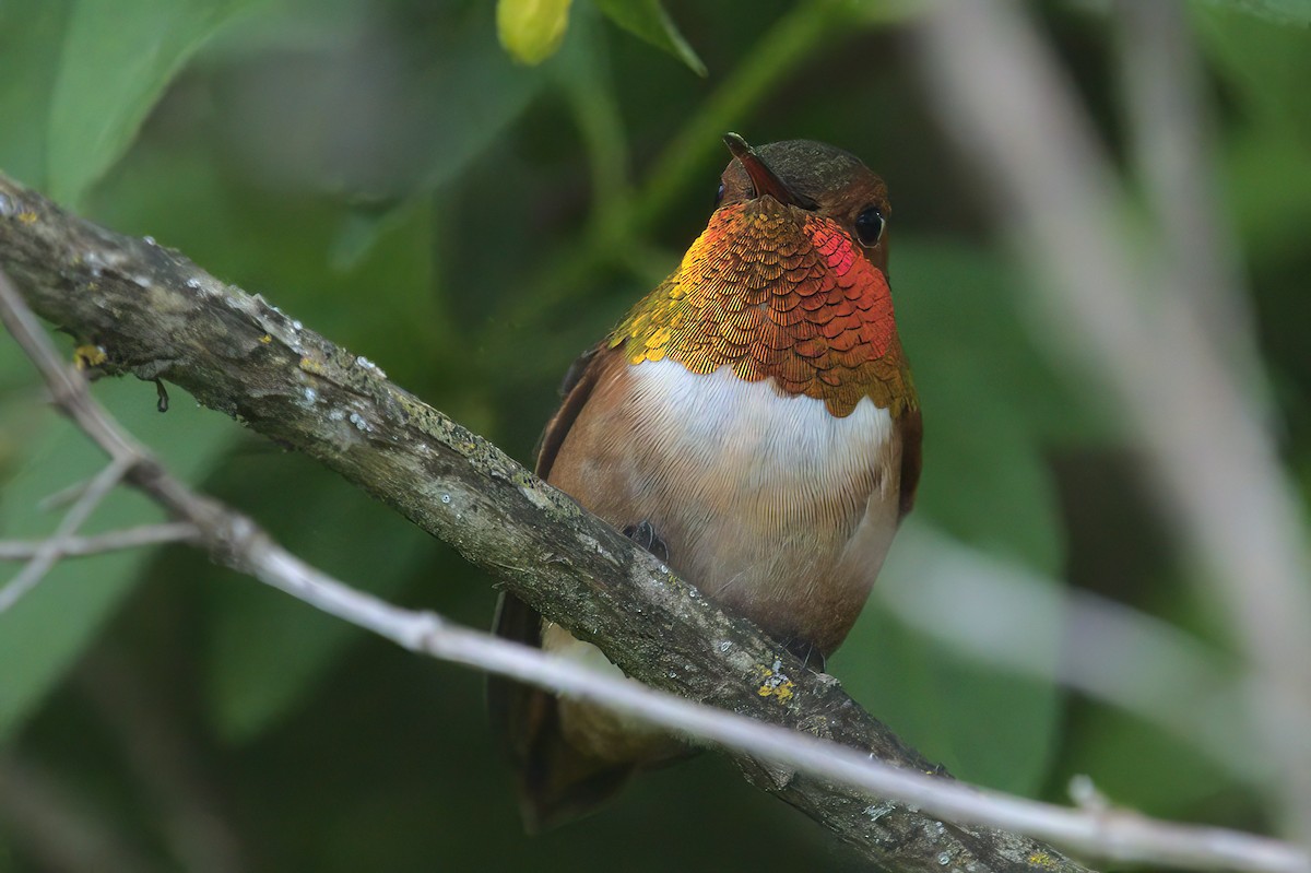 Rufous Hummingbird - ML441882131