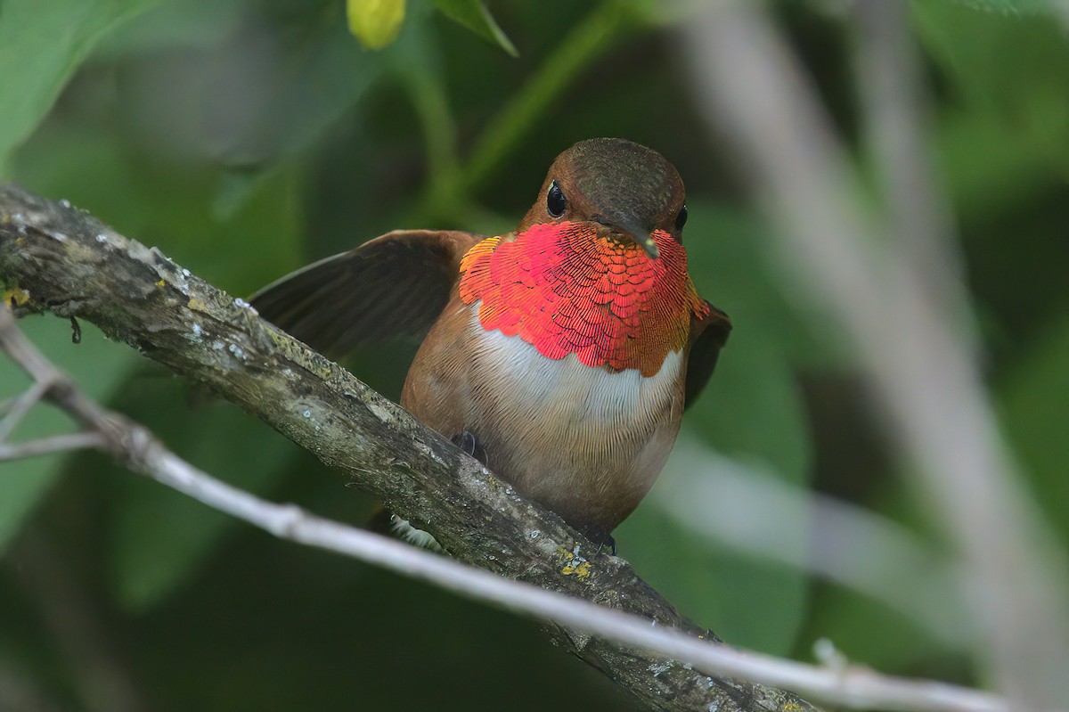 Rufous Hummingbird - ML441882151