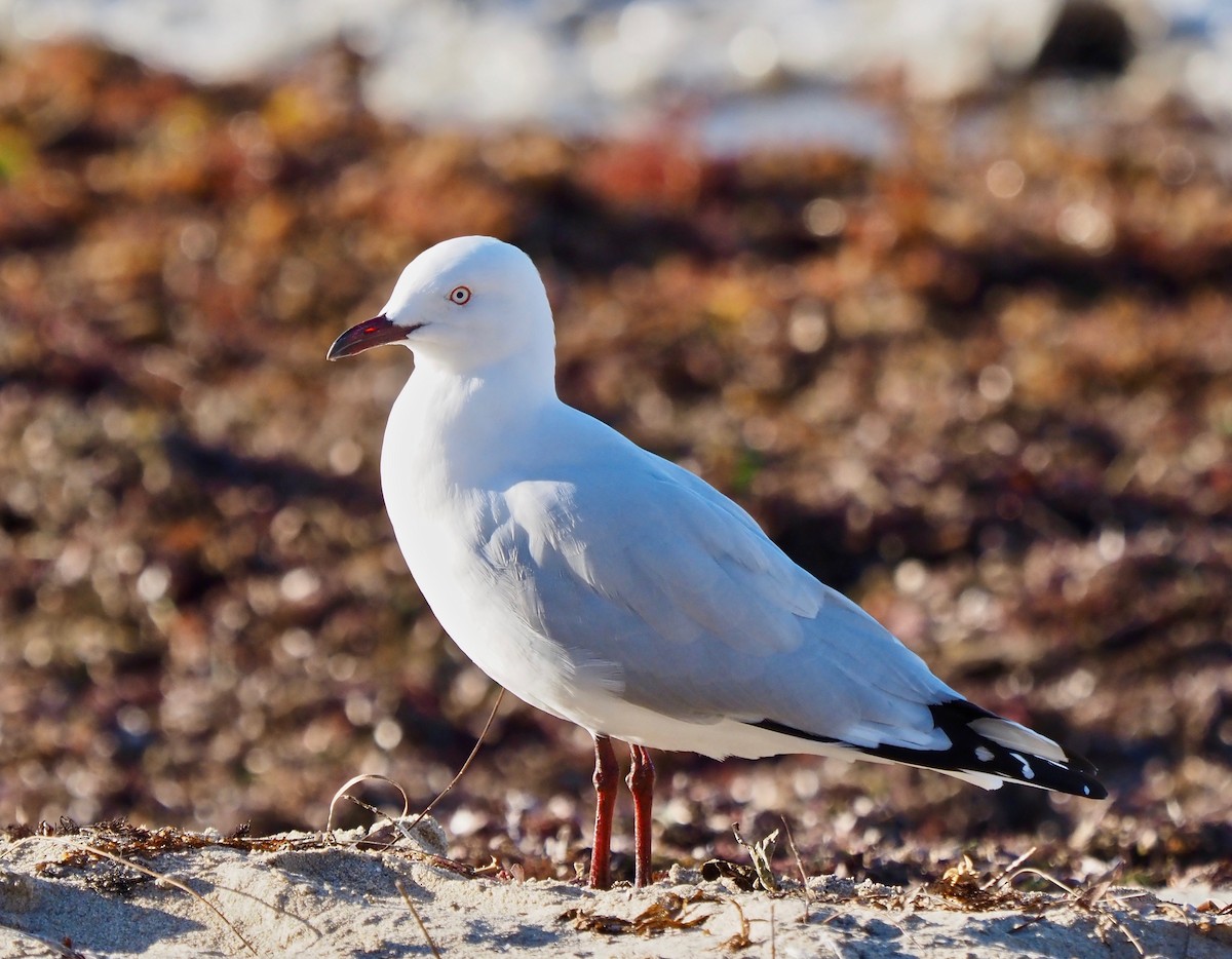 australmåke (novaehollandiae/forsteri) - ML441883091