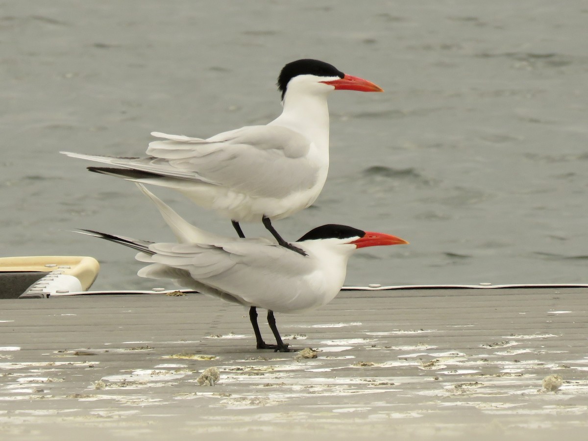 Caspian Tern - ML441884151