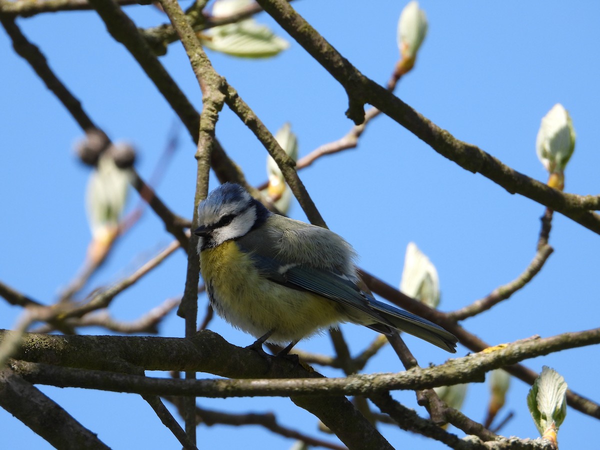 Eurasian Blue Tit - ML441884911