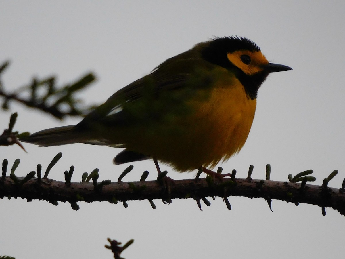 Hooded Warbler - ML441885241