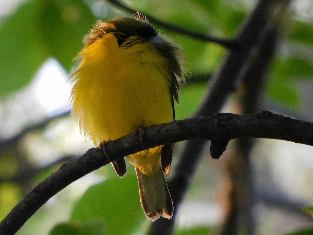 Hooded Warbler - ML441885361