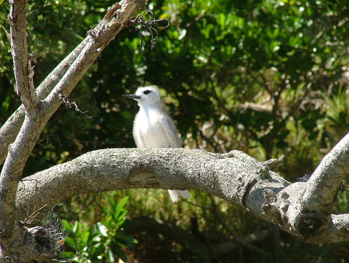 White Tern - ML441885591