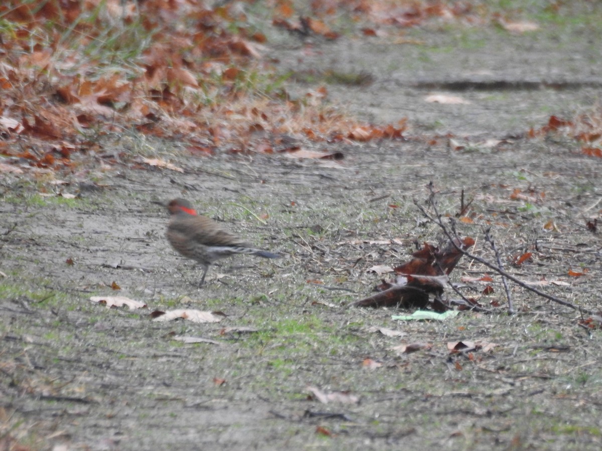 Northern Flicker - ML44188611