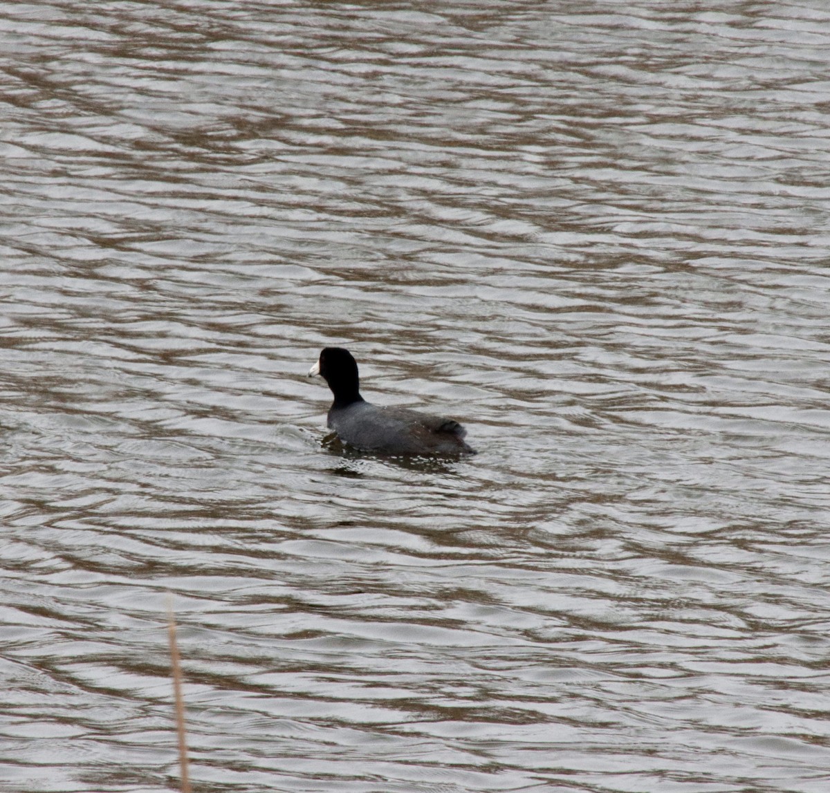 American Coot - ML441886301