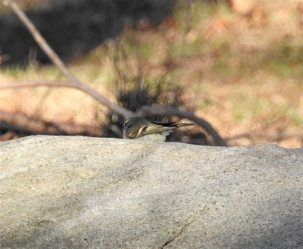 Golden-crowned Kinglet - ML44188631