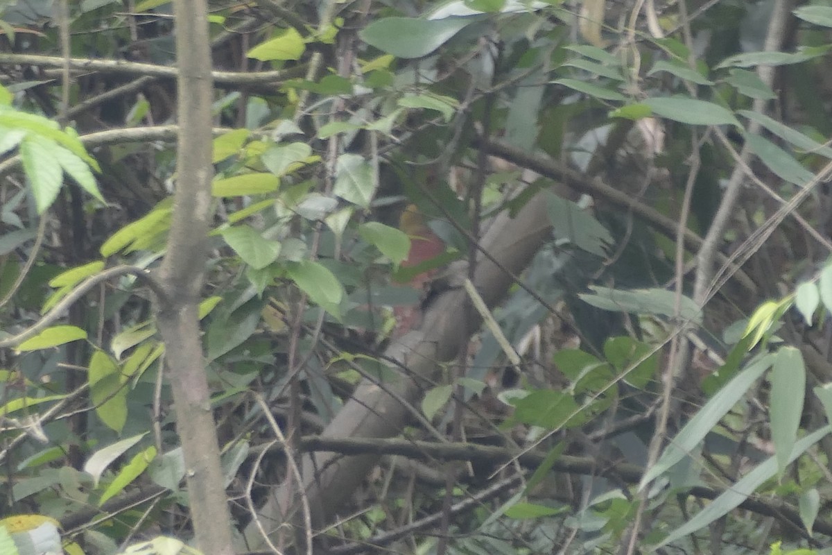 Pale-headed Woodpecker - ML441888011