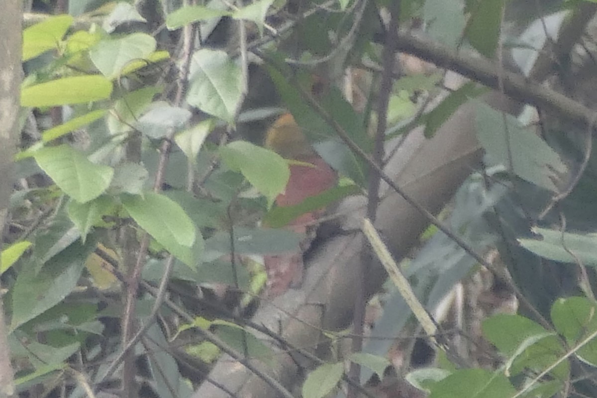 Pale-headed Woodpecker - ML441888021
