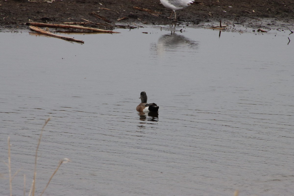 American Wigeon - ML441889141