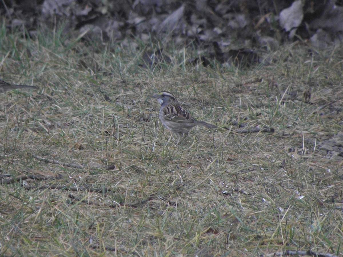 White-throated Sparrow - Takayuki Uchida