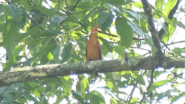 Ruddy Kingfisher - ML441889921