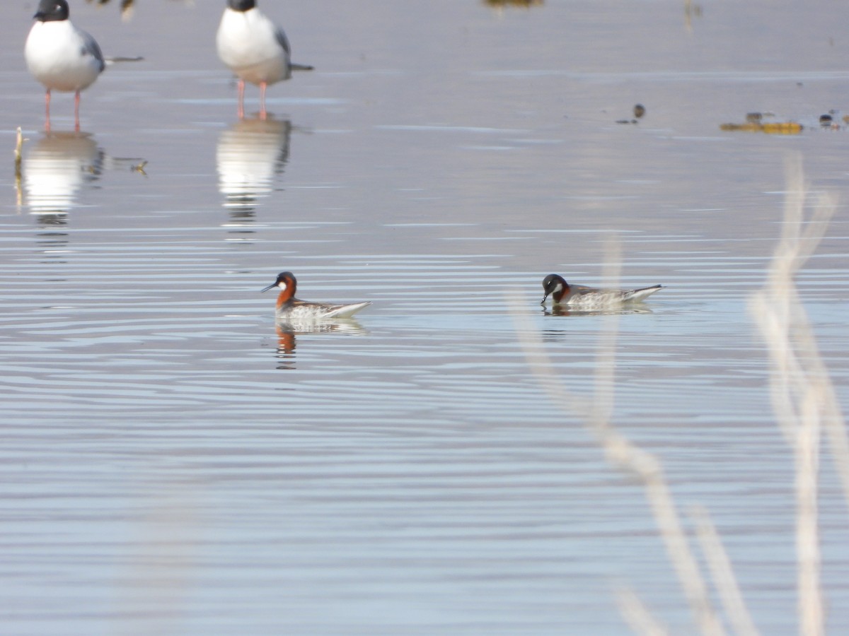 Red-necked Phalarope - ML441890941