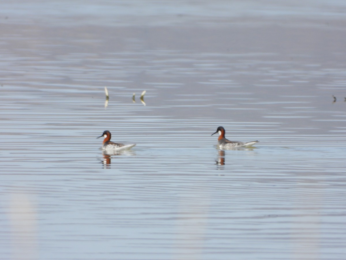 Red-necked Phalarope - ML441890951