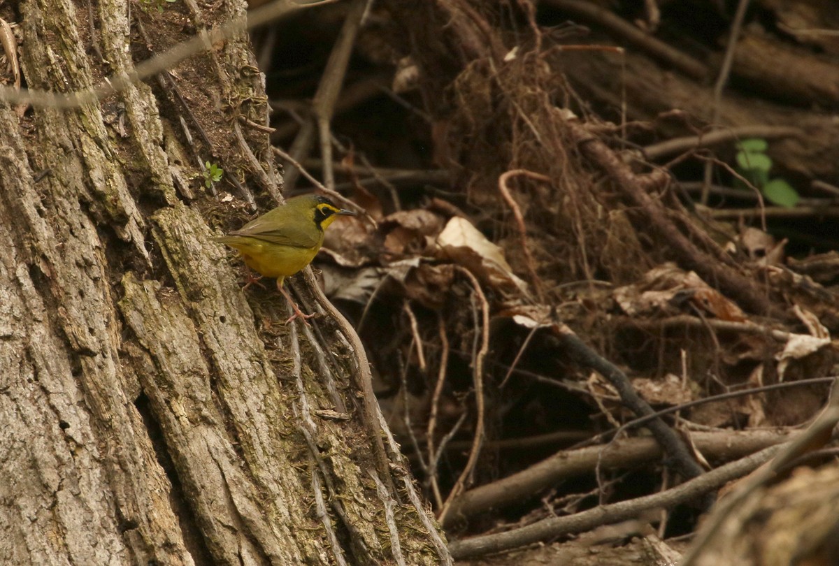 Kentucky Warbler - ML441892101