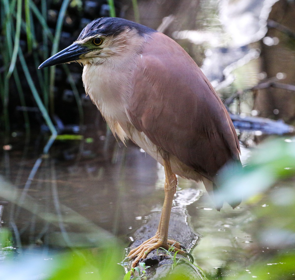 Nankeen Night Heron - ML441894611