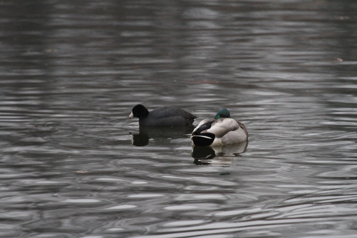 American Coot - ML44189541