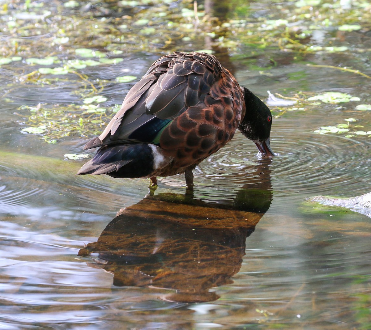 Chestnut Teal - ML441895461