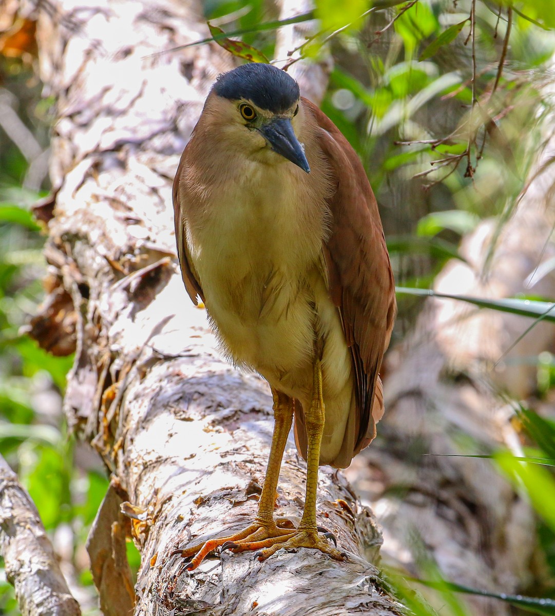 Nankeen Night Heron - ML441895821