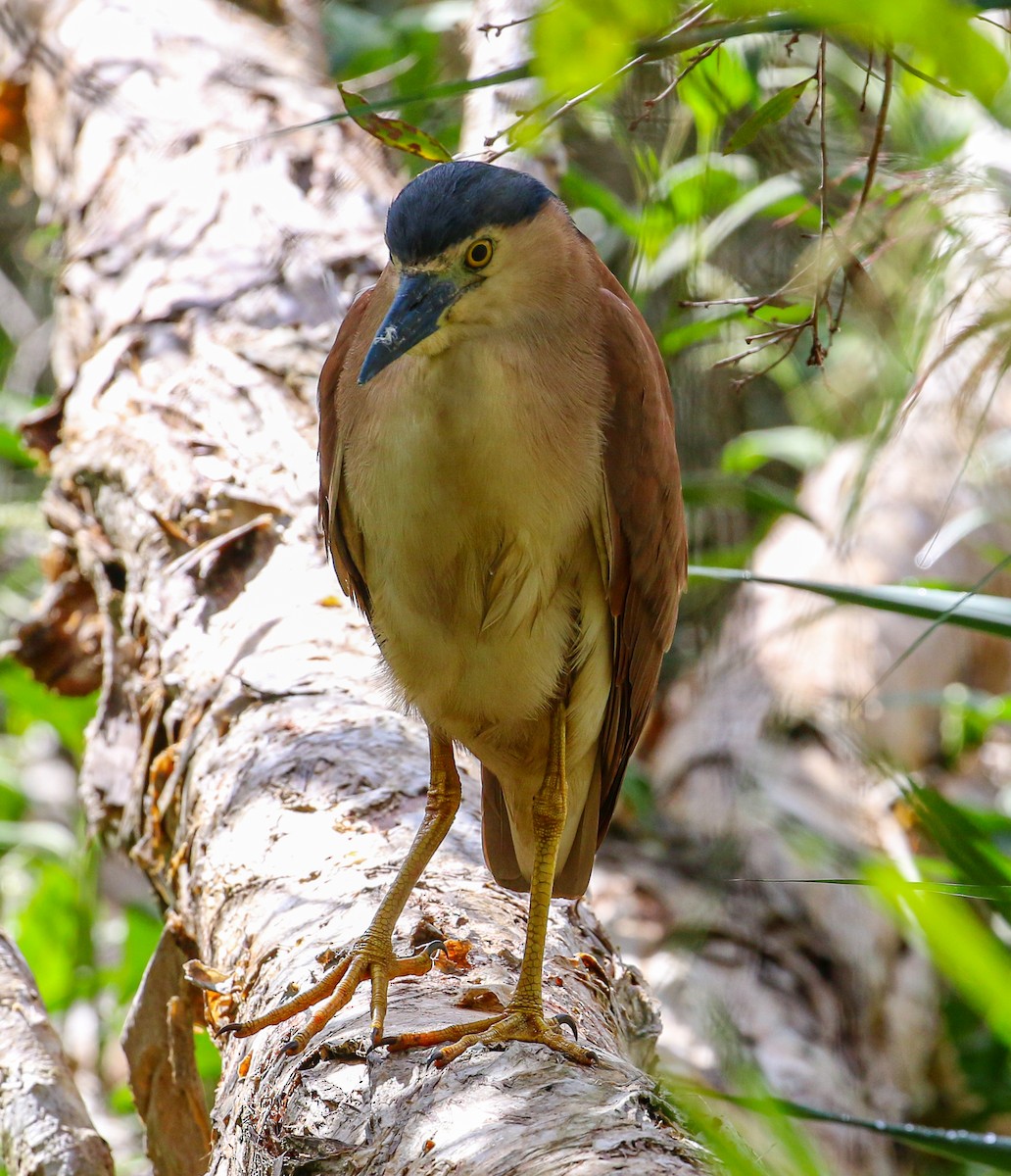 Nankeen Night Heron - ML441895911