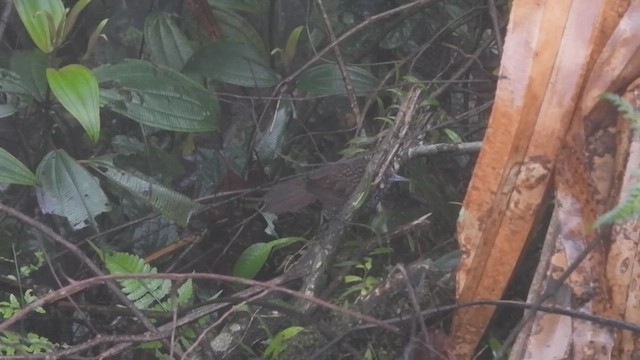 Cachar Wedge-billed Babbler - ML441895981