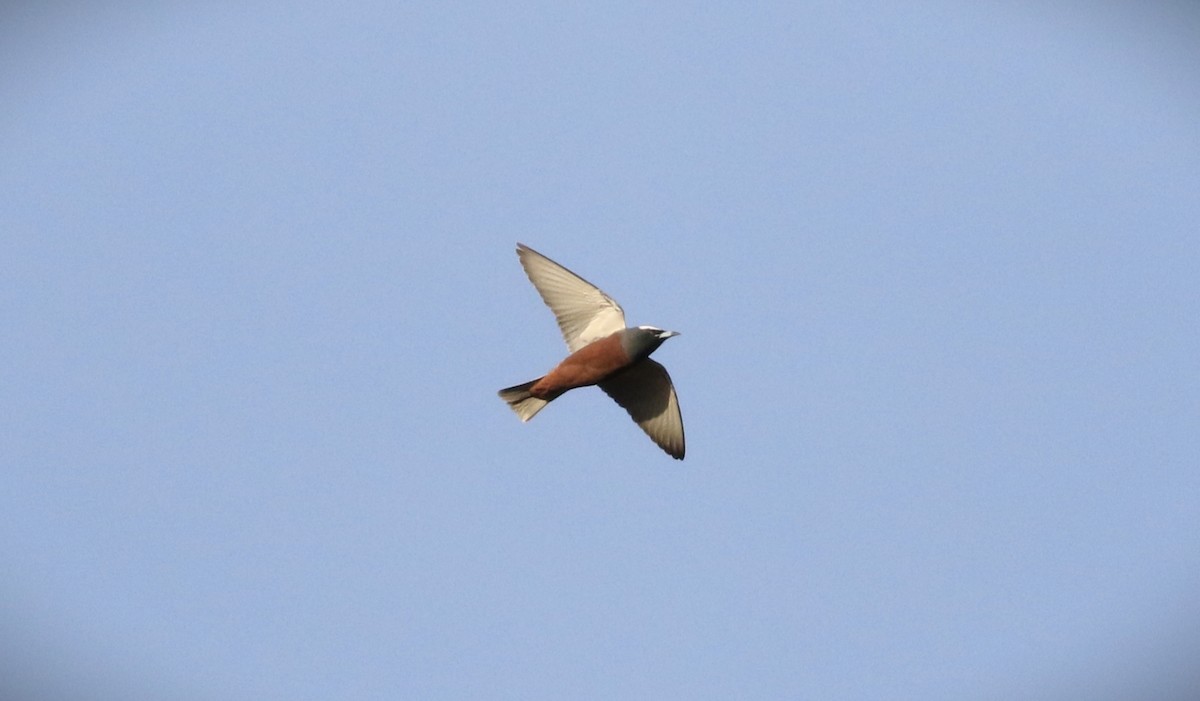 White-browed Woodswallow - ML441896251