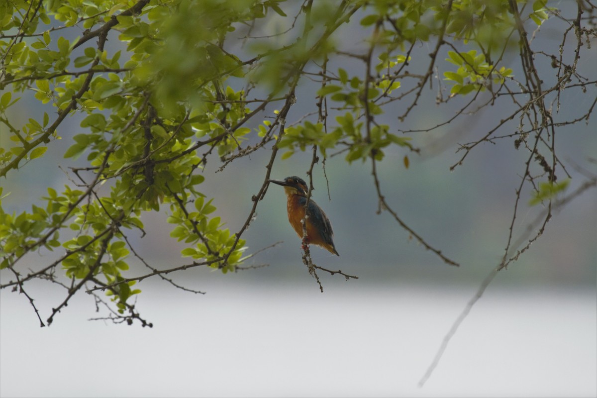 Common Kingfisher - ML441896701